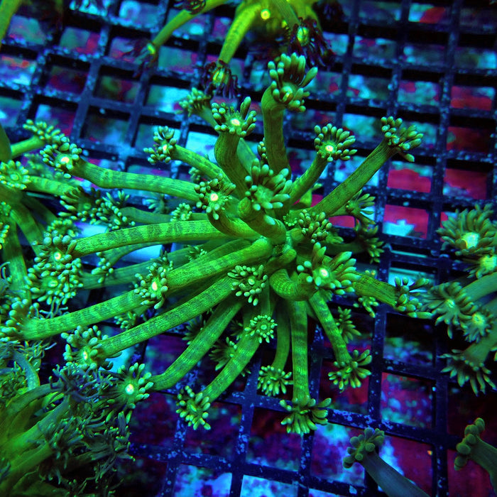 Green Long Polyp Goniopora Mini Colony