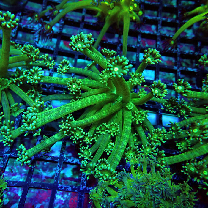 Green Long Polyp Goniopora Mini Colony