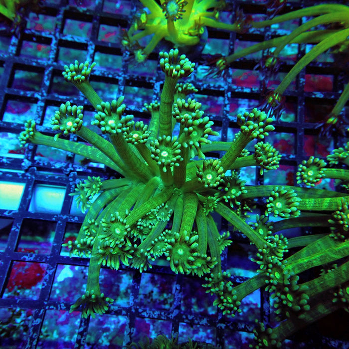 Green Long Polyp Goniopora Mini Colony