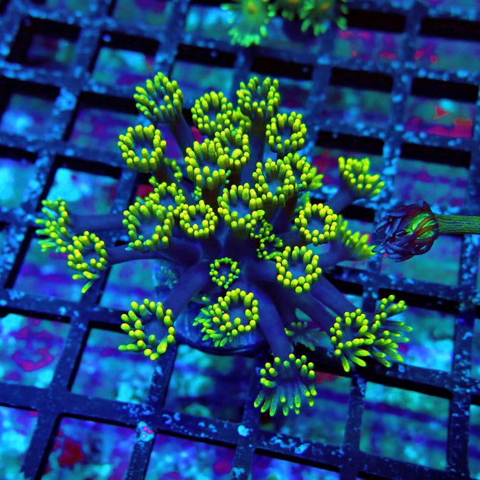 Blue Neon Green Goniopora Frag