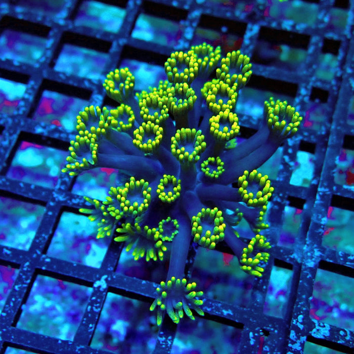 Blue Neon Green Goniopora Frag