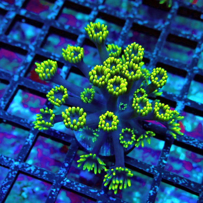 Blue Neon Green Goniopora Frag