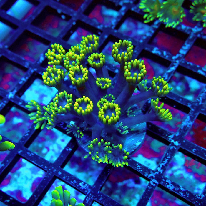 Blue Neon Green Goniopora Frag