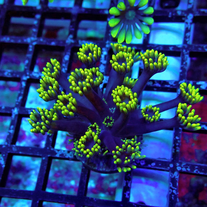 Blue Neon Green Goniopora Frag