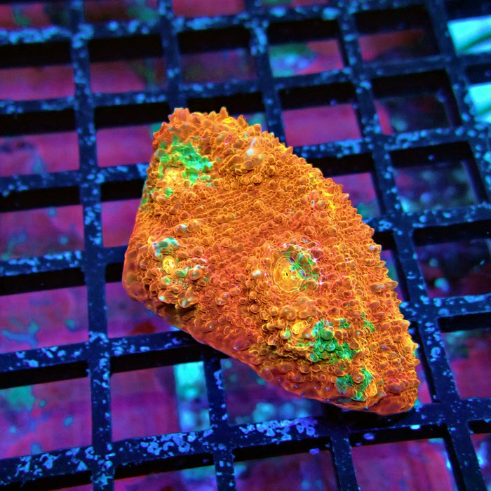 Chalice Coral Frag (3)