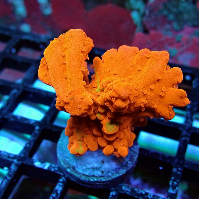 Setosa Red Green Grafted Monti