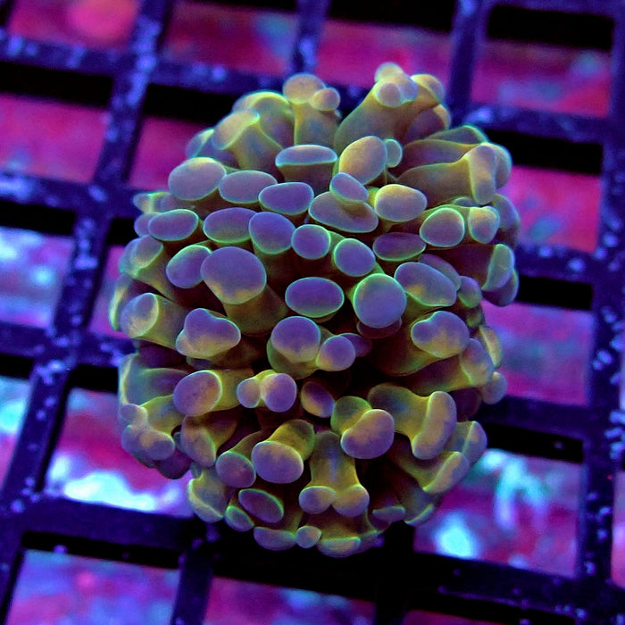 Hologram Hammer