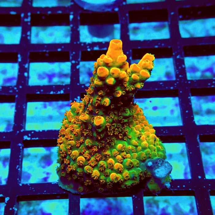Acro Frag Aquaculture