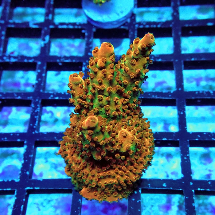 Acro Frag Aquaculture