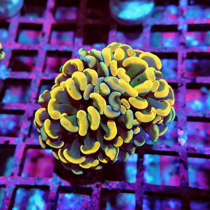 Euphyllia Orange Branch Hammer