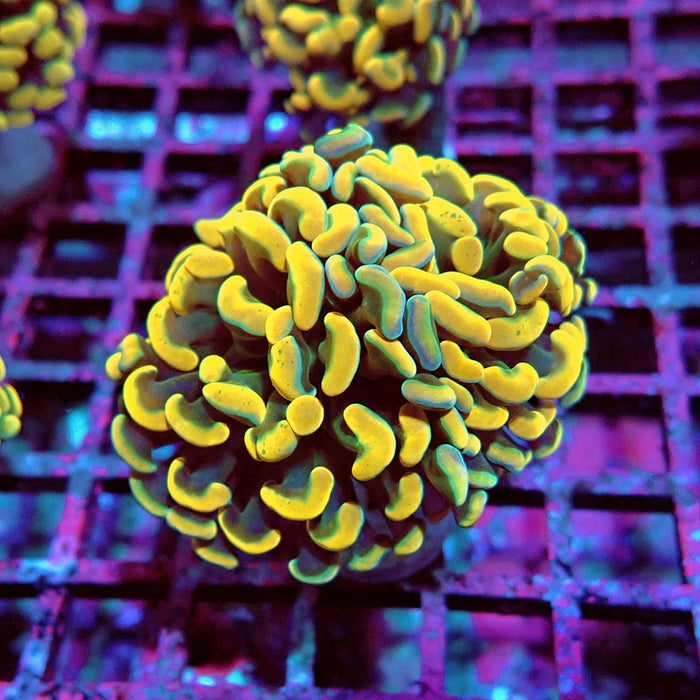 Euphyllia Orange Branch Hammer