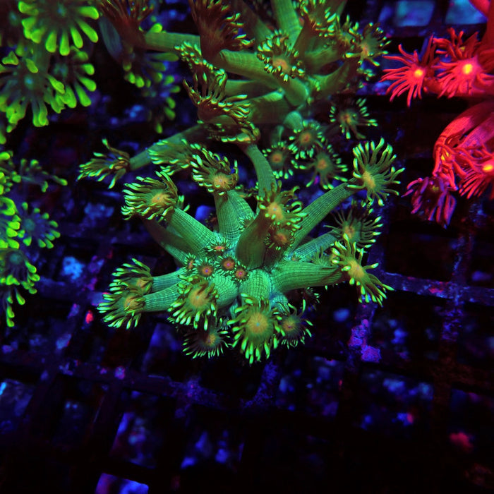 Unique Goniopora Frag