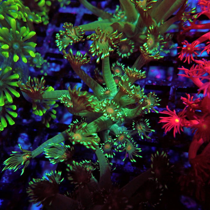 Unique Goniopora Frag
