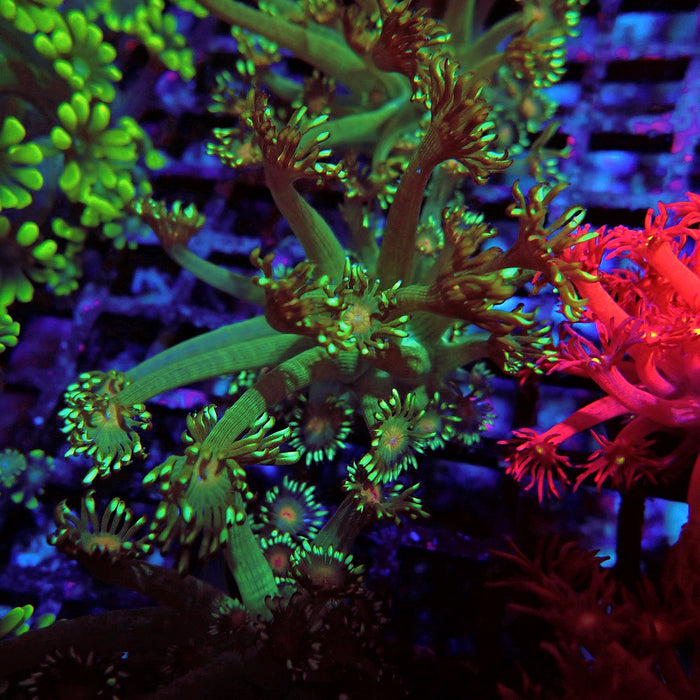 Unique Goniopora Frag