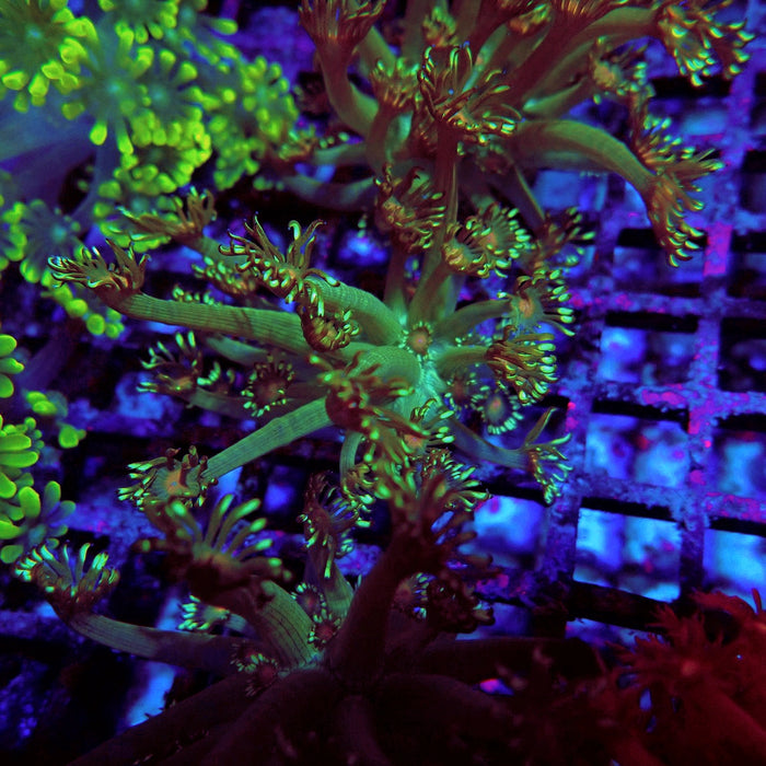 Unique Goniopora Frag