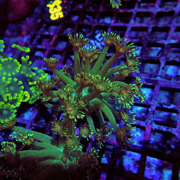 Unique Goniopora Frag