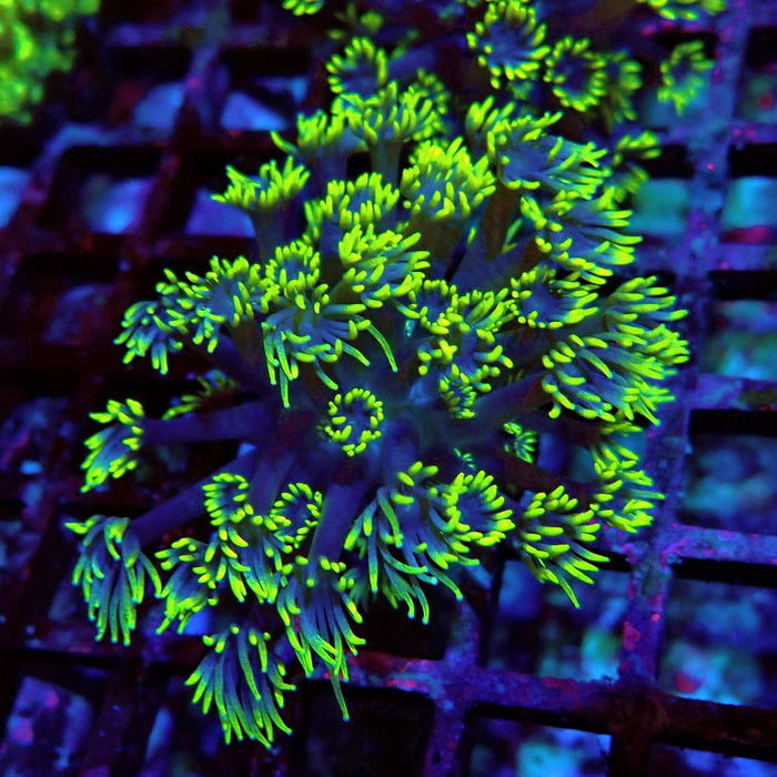 Blue Neon Green Goniopora Frag