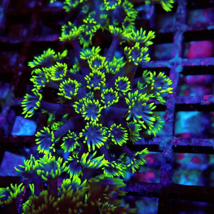 Blue Neon Green Goniopora Frag