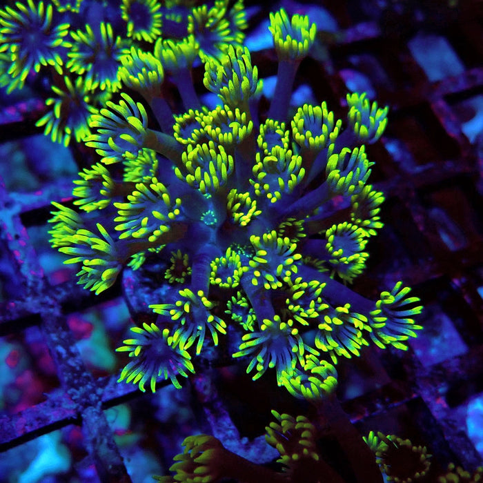 Blue Neon Green Goniopora Frag