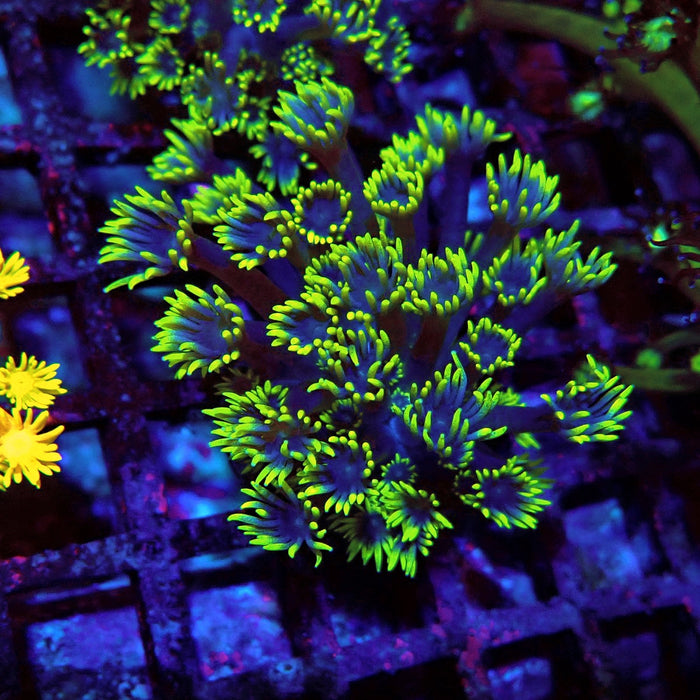 Blue Neon Green Goniopora Frag