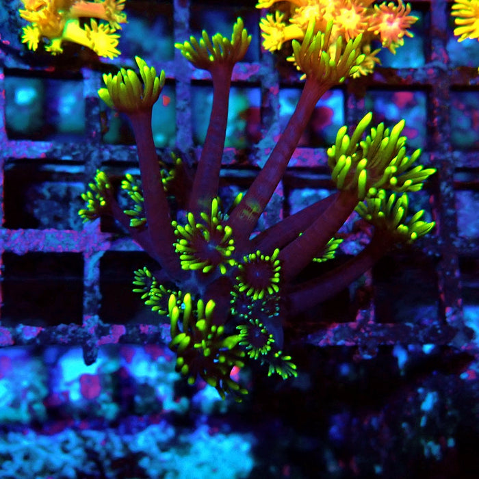 Black Neon Green Goniopora Frag