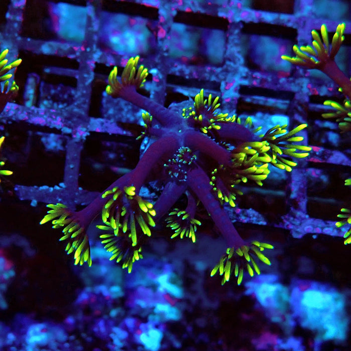 Black Neon Green Goniopora Frag