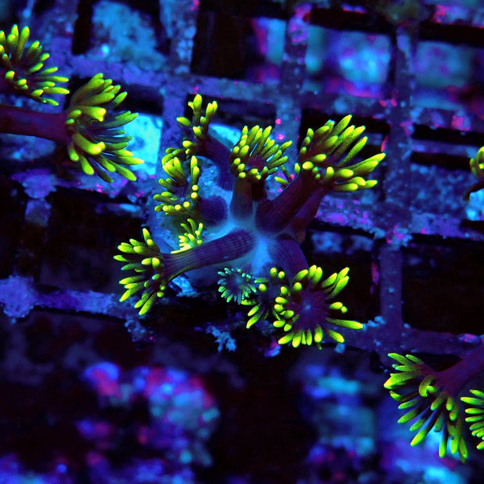 Black Neon Green Goniopora Frag