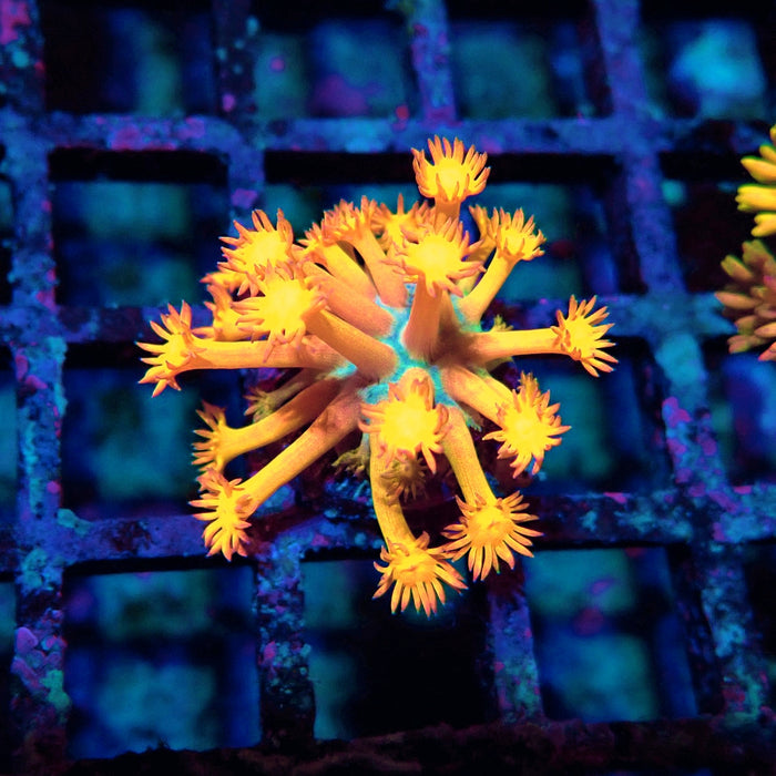 Orange Goniopora Frag