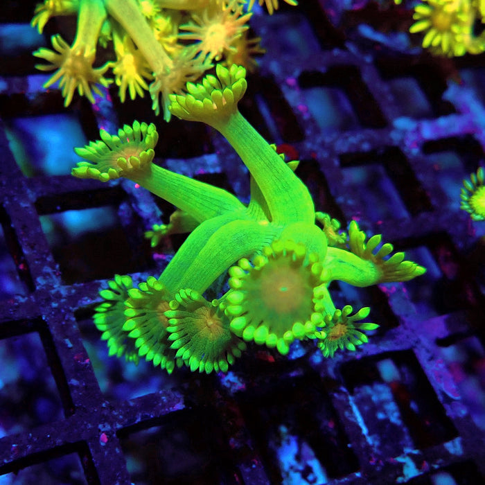 Unique Ultra Green Goniopora Frag