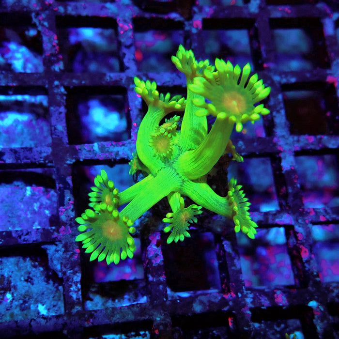 Unique Ultra Green Goniopora Frag