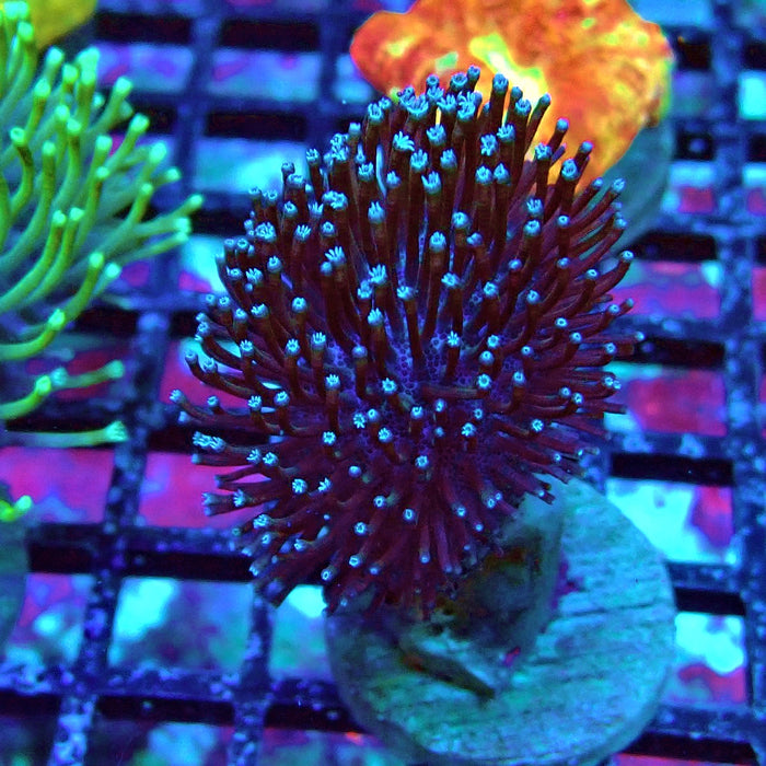 Bright Leather Coral Frag