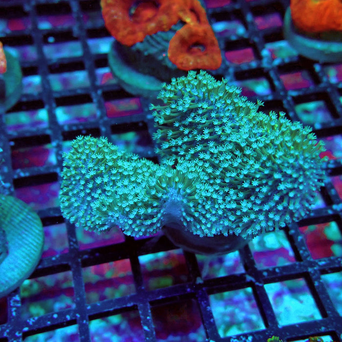 Bright Leather Coral Frag