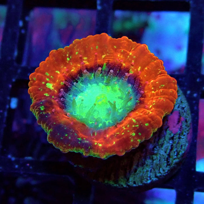 Trachyphyllia Red Captive Spawn Baby