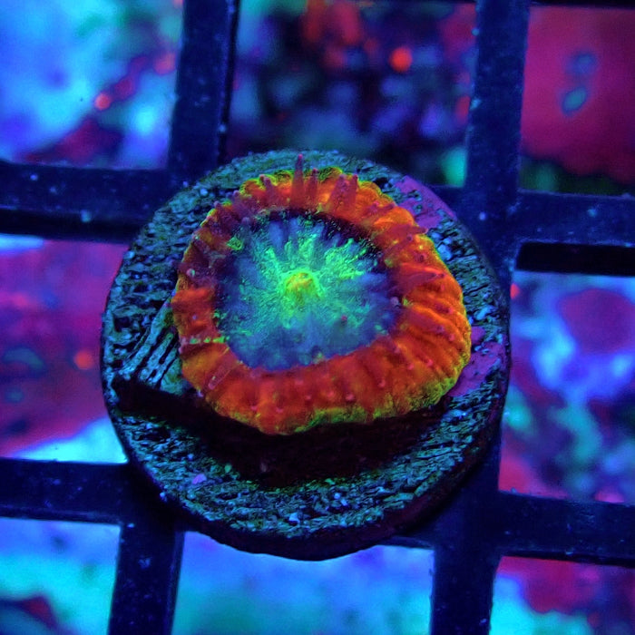 Trachyphyllia Red Captive Spawn Baby
