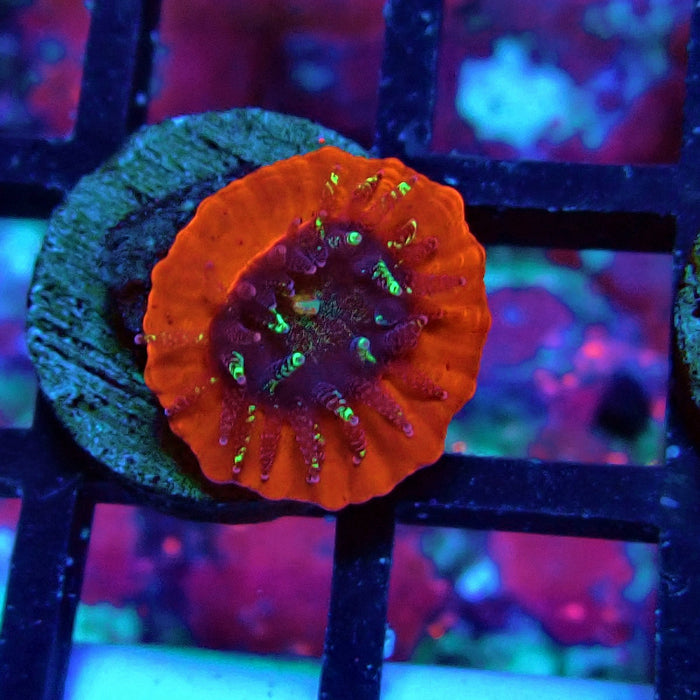 Trachyphyllia Red Captive Spawn Baby