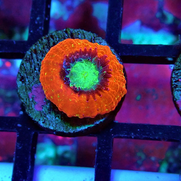Trachyphyllia Red Captive Spawn Baby