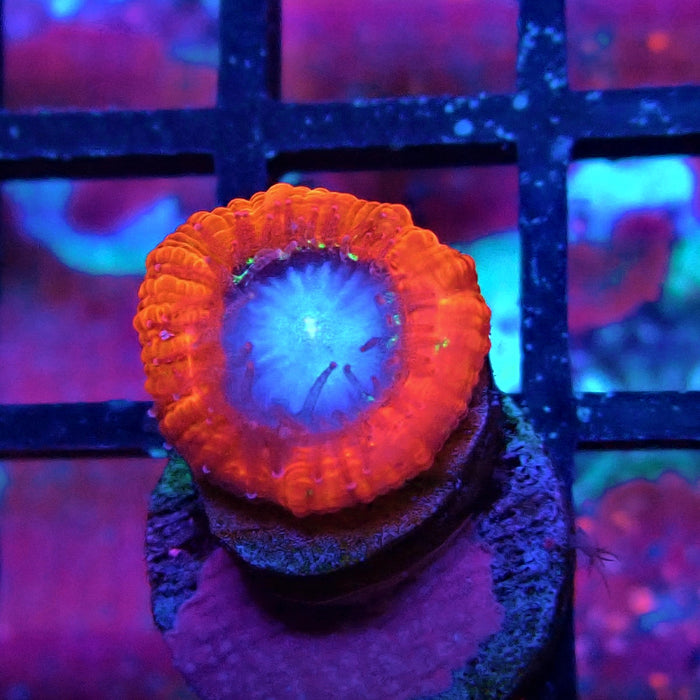 Trachyphyllia Red Captive Spawn Baby