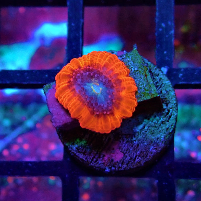 Trachyphyllia Red Captive Spawn Baby