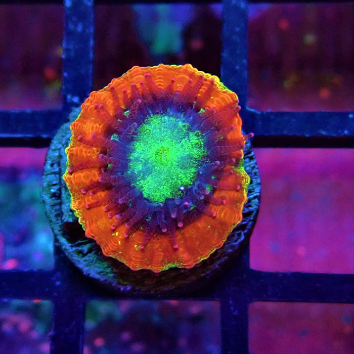 Trachyphyllia Red Captive Spawn Baby