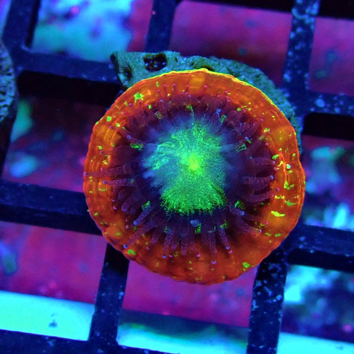 Trachyphyllia Red Captive Spawn Baby