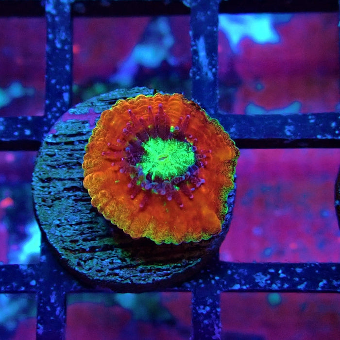 Trachyphyllia Red Captive Spawn Baby