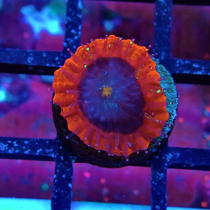 Trachyphyllia Red Captive Spawn Baby