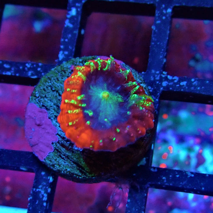 Trachyphyllia Red Captive Spawn Baby