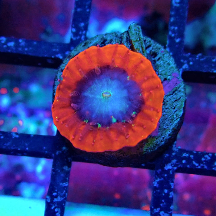 Trachyphyllia Red Captive Spawn Baby