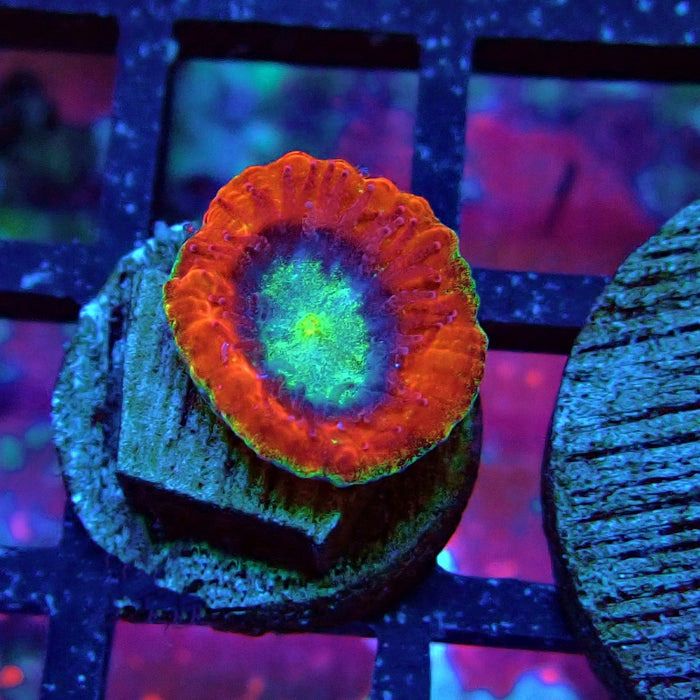 Trachyphyllia Red Captive Spawn Baby