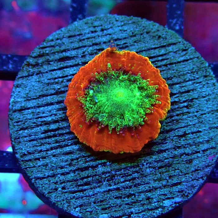 Trachyphyllia Red Captive Spawn Baby