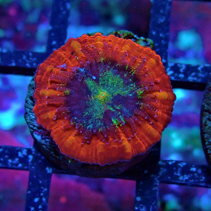 Trachyphyllia Red Captive Spawn Baby