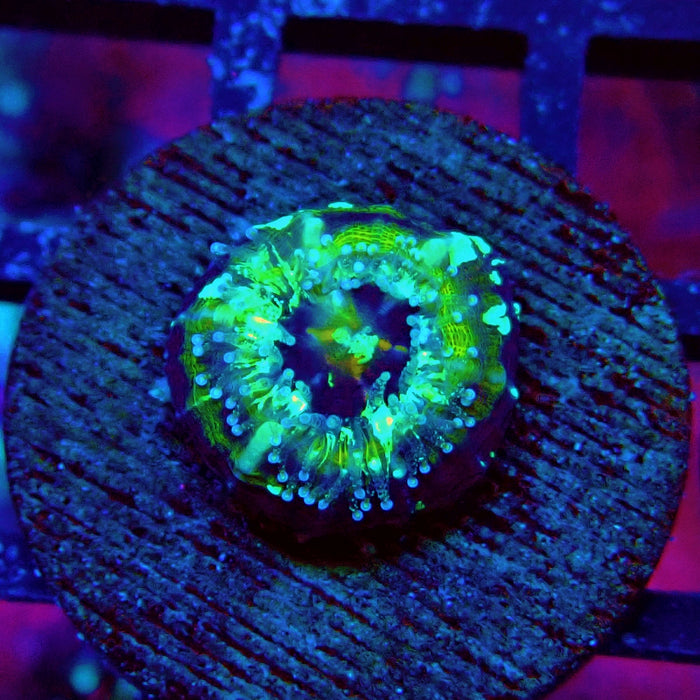 Scolymia Captive Spawn Baby