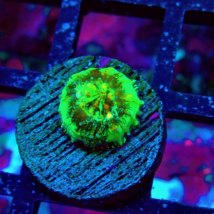 Scolymia Captive Spawn Baby