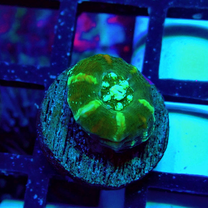 Scolymia Captive Spawn Baby